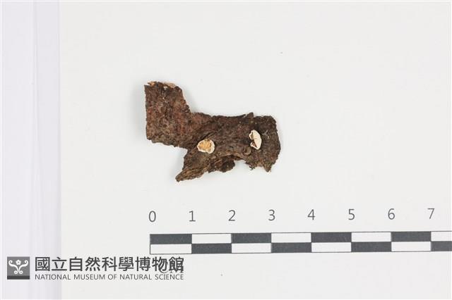 登錄號:F0035768藏品圖，第1張