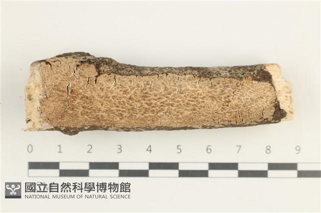 登錄號:F0038568藏品圖，第1張