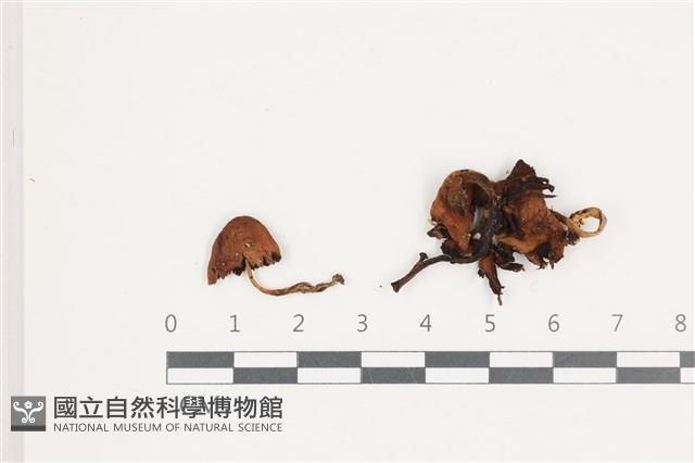 登錄號:F0036568藏品圖，第1張