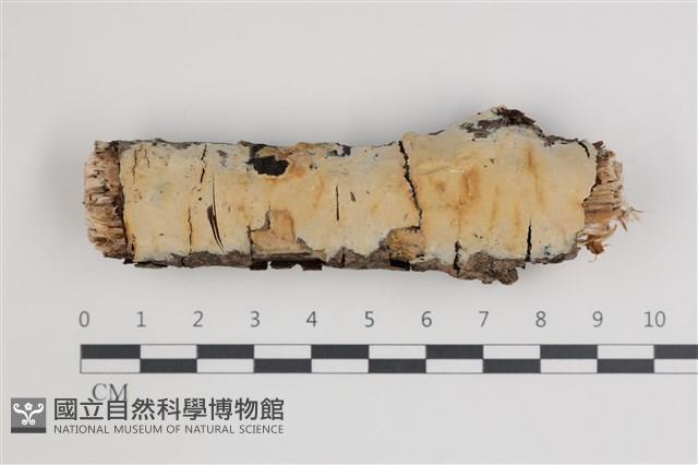 登錄號:F0035568藏品圖，第1張