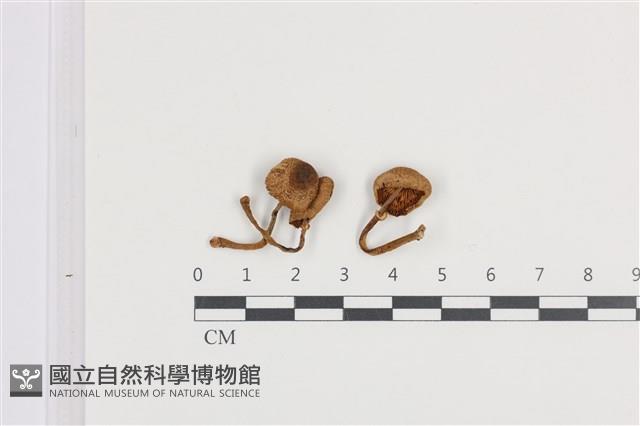 登錄號:F0036168藏品圖，第1張