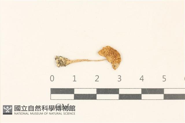 登錄號:F0037168藏品圖，第1張