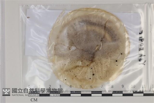 登錄號:F0035168藏品圖，第1張