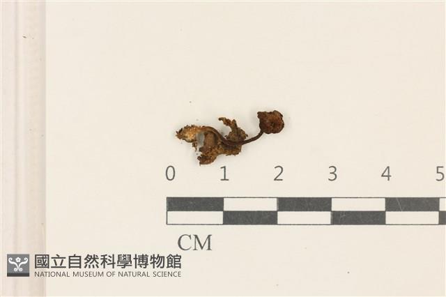 濕傘屬藏品圖，第1張