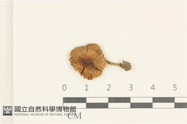 登錄號:F0038068藏品圖，第1張