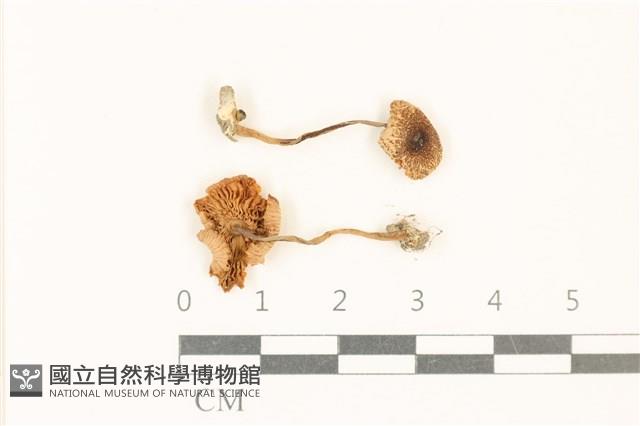 登錄號:F0037068藏品圖，第1張