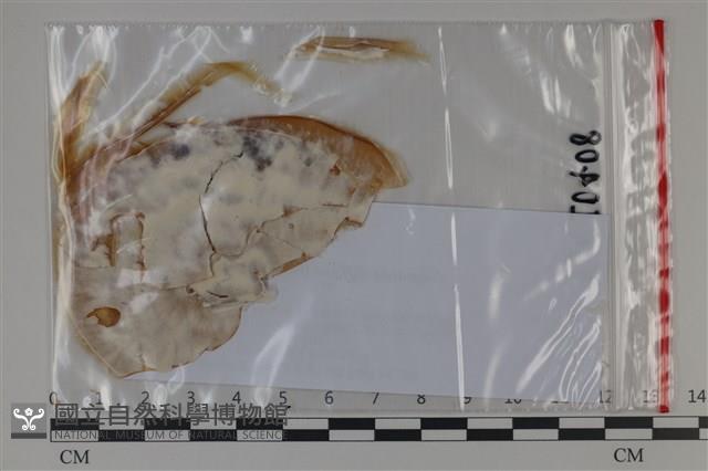 登錄號:F0035068藏品圖，第1張