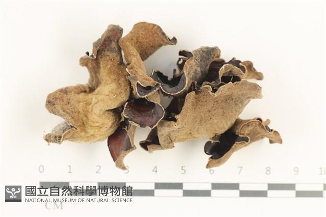 登錄號:F0038368藏品圖，第1張
