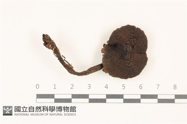 館號:F0037368藏品圖，第1張