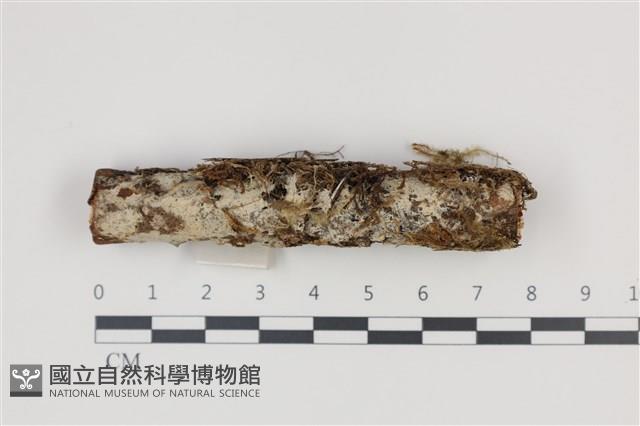 登錄號:F0035368藏品圖，第1張