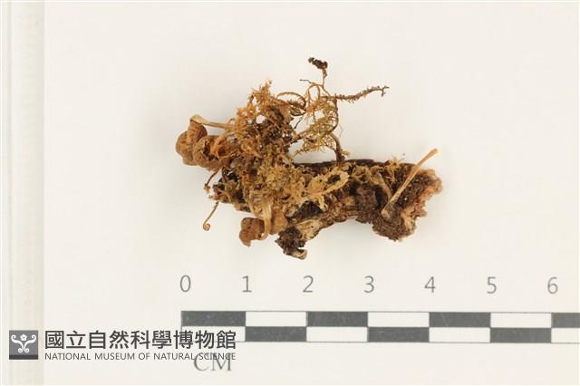 小菇屬藏品圖，第1張