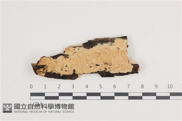 登錄號:F0036228藏品圖，第1張