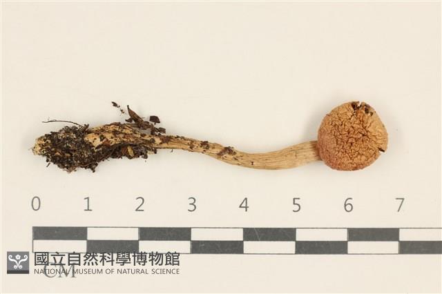 登錄號:F0037228藏品圖，第1張
