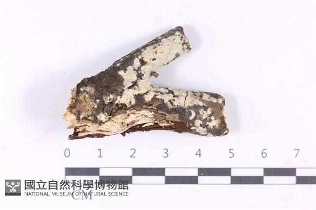 登錄號:F0025228藏品圖，第1張