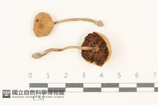 登錄號:F0037828藏品圖，第1張