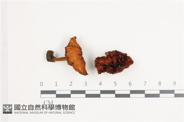 登錄號:F0035828藏品圖，第1張