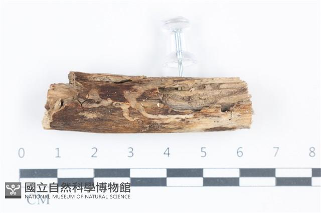 登錄號:F0038928藏品圖，第1張