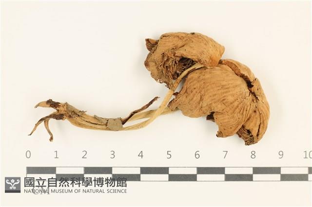 登錄號:F0036928藏品圖，第1張