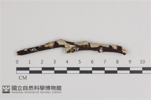 登錄號:F0035928藏品圖，第1張