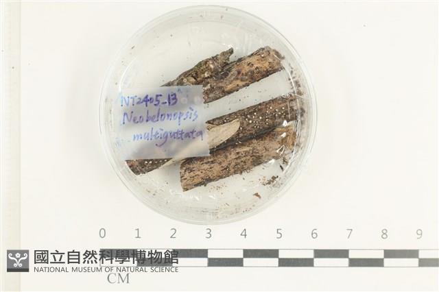 登錄號:F0038628藏品圖，第1張