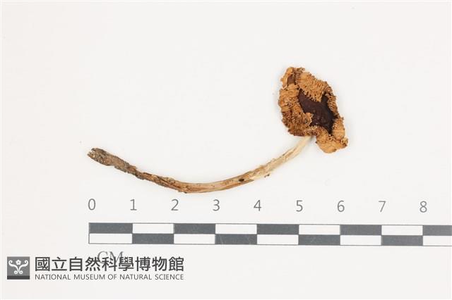 登錄號:F0036628藏品圖，第1張