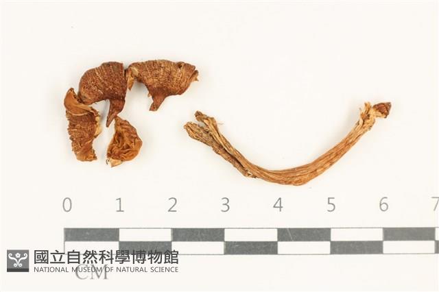 登錄號:F0037628藏品圖，第1張