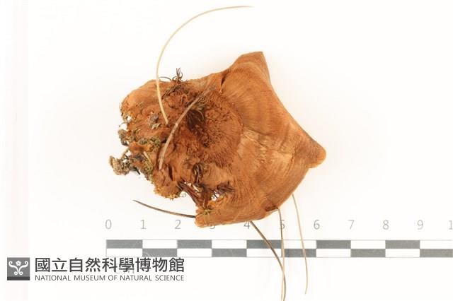 登錄號:F0037428藏品圖，第1張