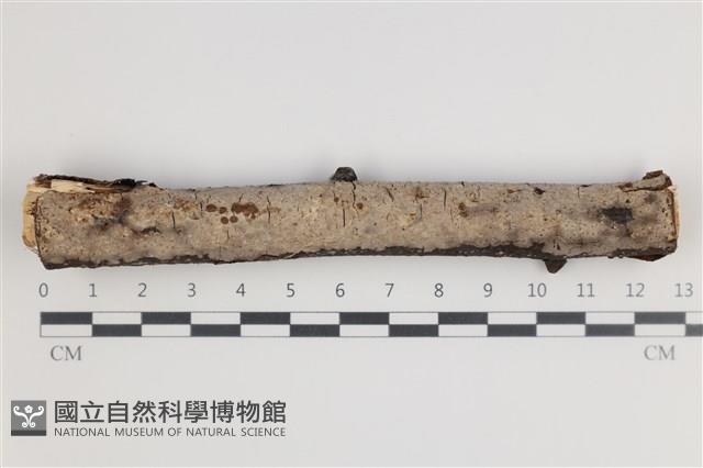 登錄號:F0035428藏品圖，第1張