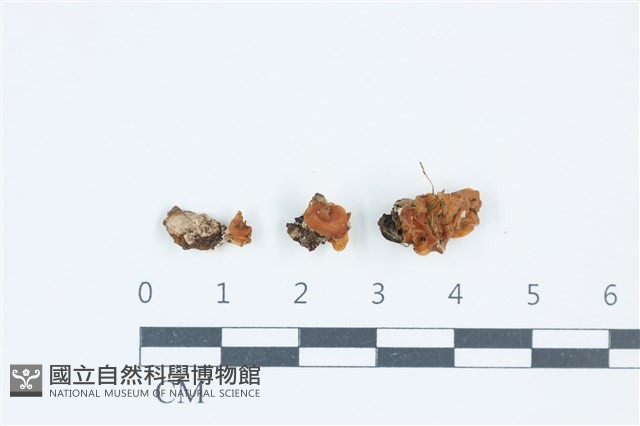 登錄號:F0039428藏品圖，第1張