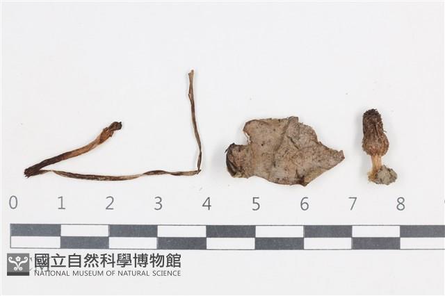 登錄號:F0038728藏品圖，第1張