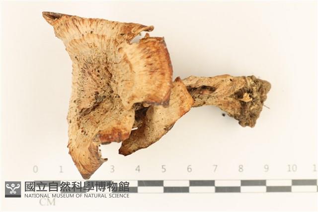 登錄號:F0036728藏品圖，第1張
