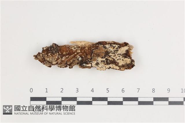 絲皮菌屬藏品圖，第1張