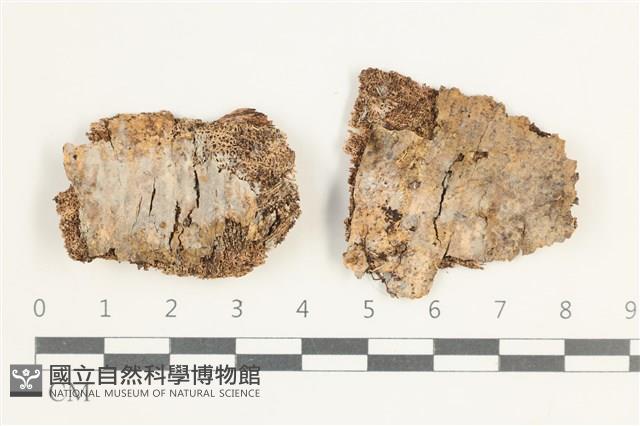 登錄號:F0038528藏品圖，第1張