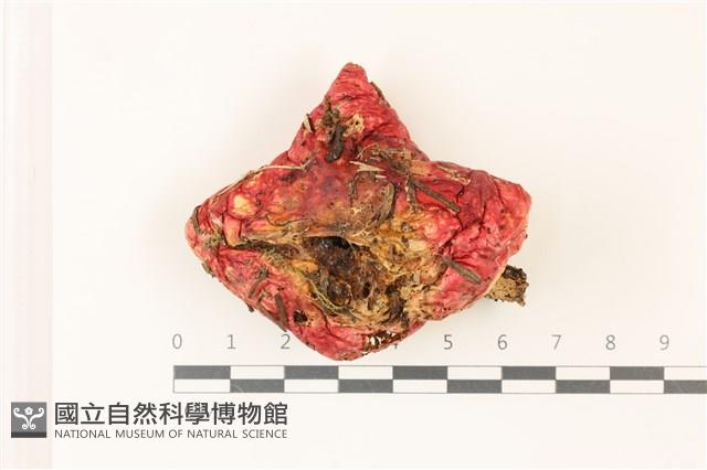 登錄號:F0037528藏品圖，第1張