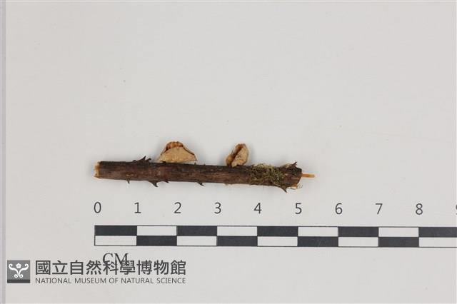 小皮傘屬藏品圖，第1張