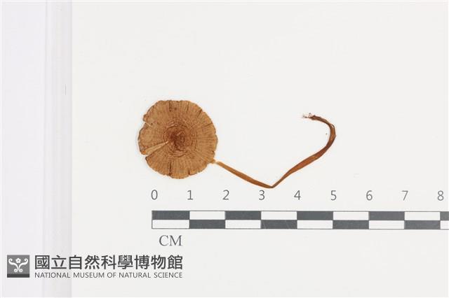 登錄號:F0036128藏品圖，第1張