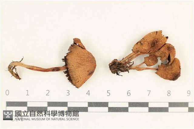 登錄號:F0037128藏品圖，第1張