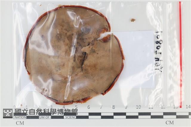 登錄號:F0035128藏品圖，第1張