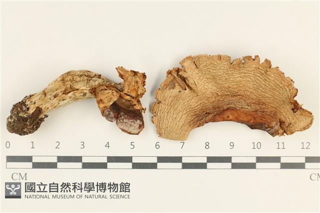 登錄號:F0038028藏品圖，第1張