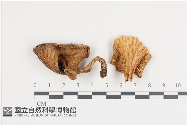 登錄號:F0036028藏品圖，第1張