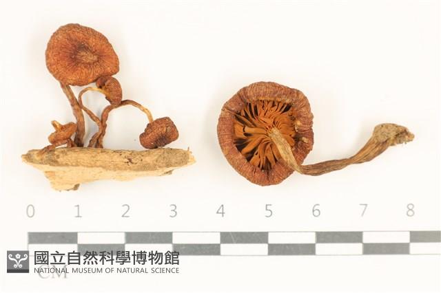 登錄號:F0037028藏品圖，第1張