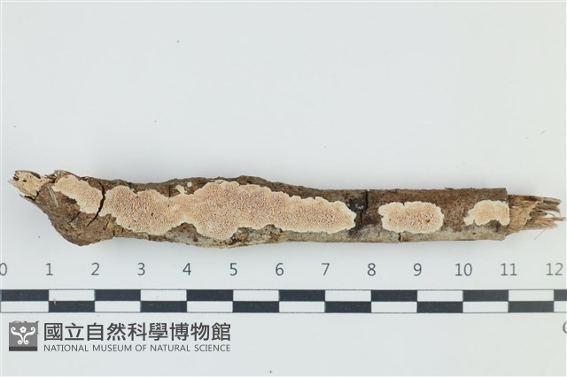 登錄號:F0039028藏品圖，第1張
