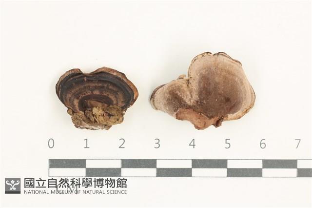 登錄號:F0038328藏品圖，第1張
