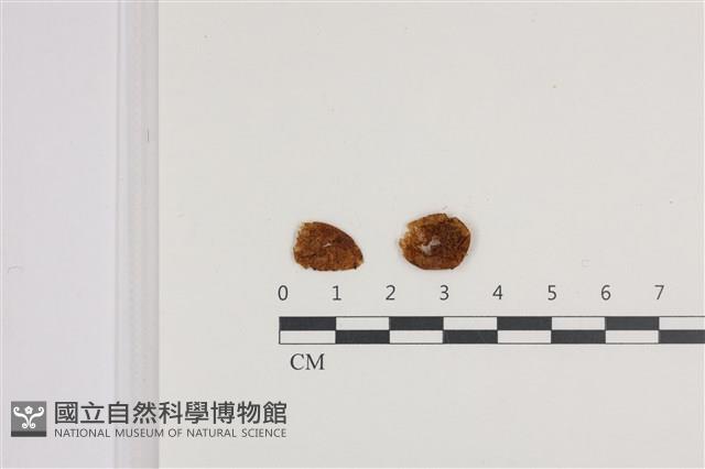 登錄號:F0036328藏品圖，第1張