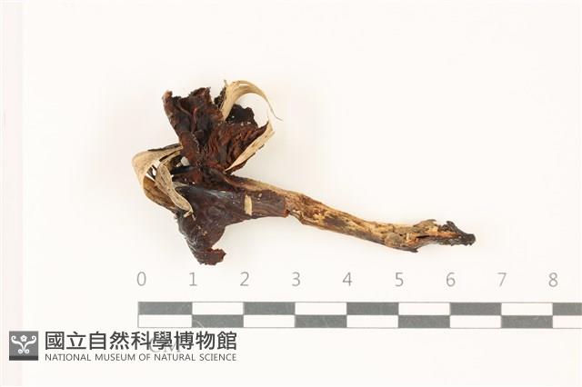 登錄號:F0037328藏品圖，第1張
