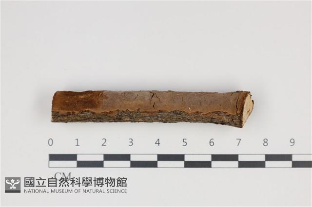 登錄號:F0035328藏品圖，第1張