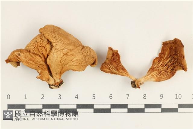 登錄號:F0038208藏品圖，第1張