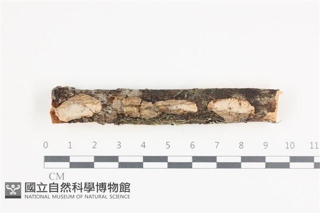 韌革菌屬藏品圖，第1張
