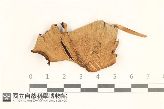 登錄號:F0037208藏品圖，第1張