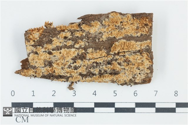 登錄號:F0039208藏品圖，第1張